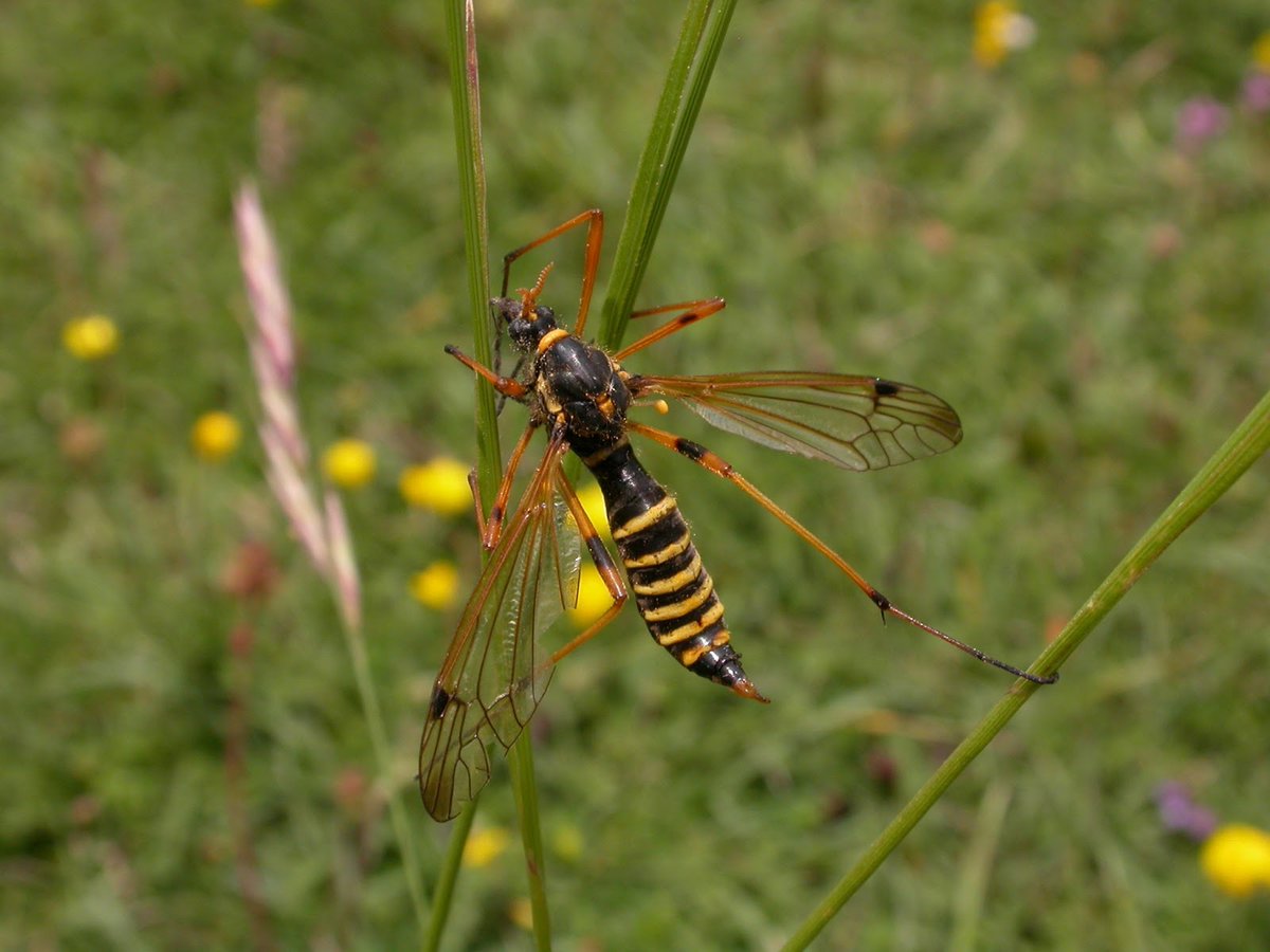 1/2 #speciesaday no. 232 is Ctenophora flaveolata. Vulnerable. Another Batesian mimic, saproxylic cranefly. Larvae in big old pulpy Beech trees. This is the female. Would love to see ornata one day though.