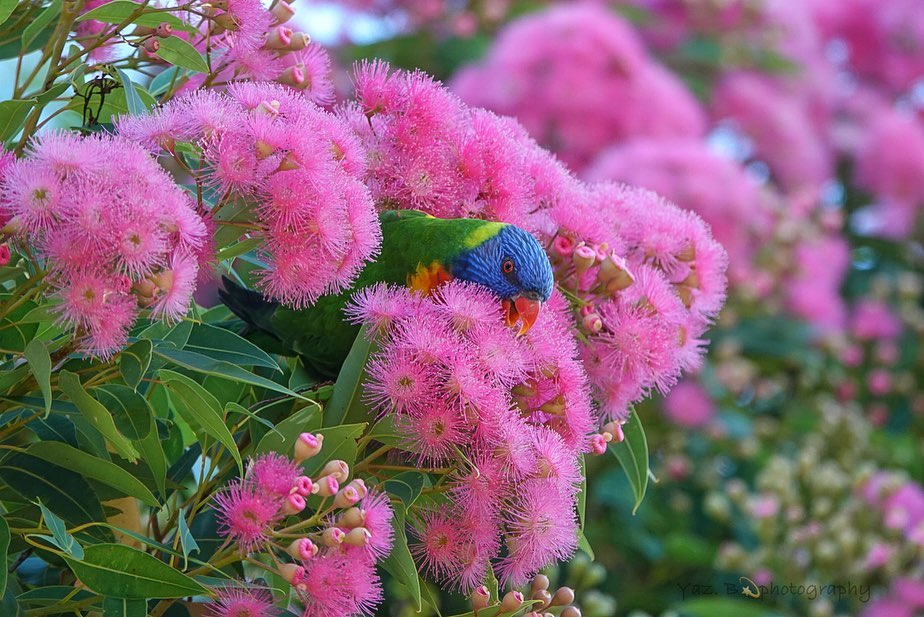 #FlowersOnFriday: The absolutely outrageous flowers of our #EucalyptoftheYear for 2024, the Red-flowering Gum (Corymbia ficifolia), and its cultivars. 

Stupendous 🤩
#LoveAGum
📷 dbinks, ellbee65, innovative_tags, australian_flora_fauna