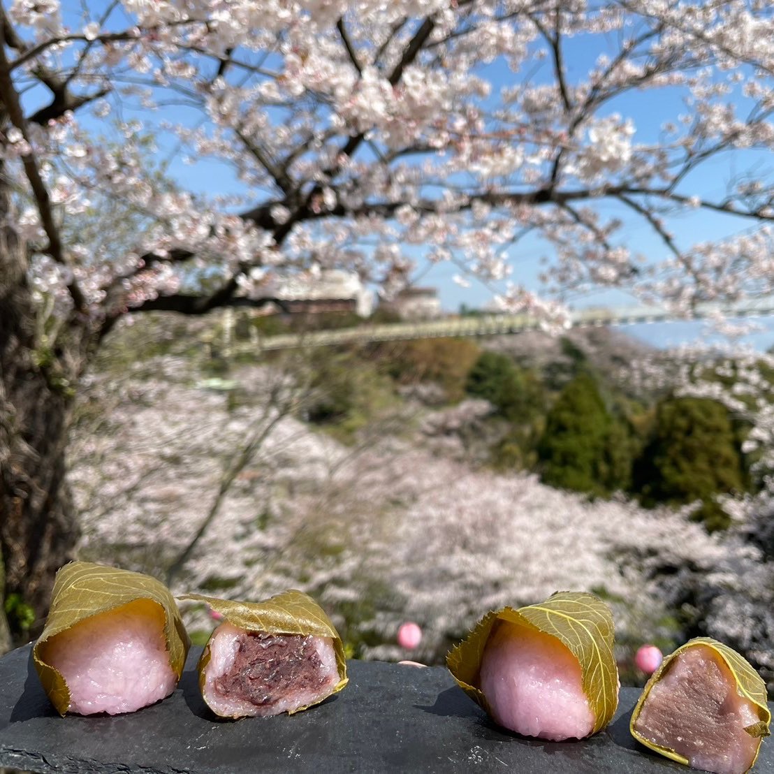 beppurakutenchi's tweet photo. 🌸桜まつり🌸夜間営業
本日～3/31(日)、4/5(土)～4/6(日)開催中です✨️
ライトアップされた桜🌸をぜひお楽しみください🤭
ま���、老舗和菓子処『茶郎』の和菓子🍡を
本日～3/31(日)、4/5(土)～4/6(日)限定で総合案内所にて販売中です✨️ぜひ、お花見のお供にいかがでしょうか🤭 https://t.co/JxsY0ij3AU