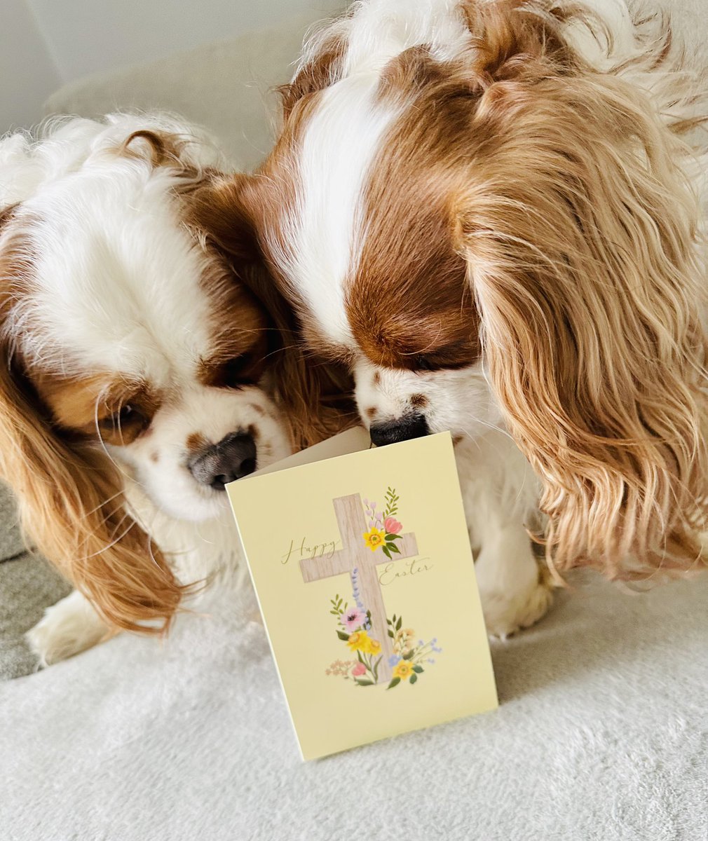 Wishing you a wonderful long Easter weekend friends. I’m feeling so much better now ❤️ Thank you for all the well wishes. A big thank you to @Jennife20741607 for our beautiful card. Lots of love 🐣#Easter #DogsofX #cavpack