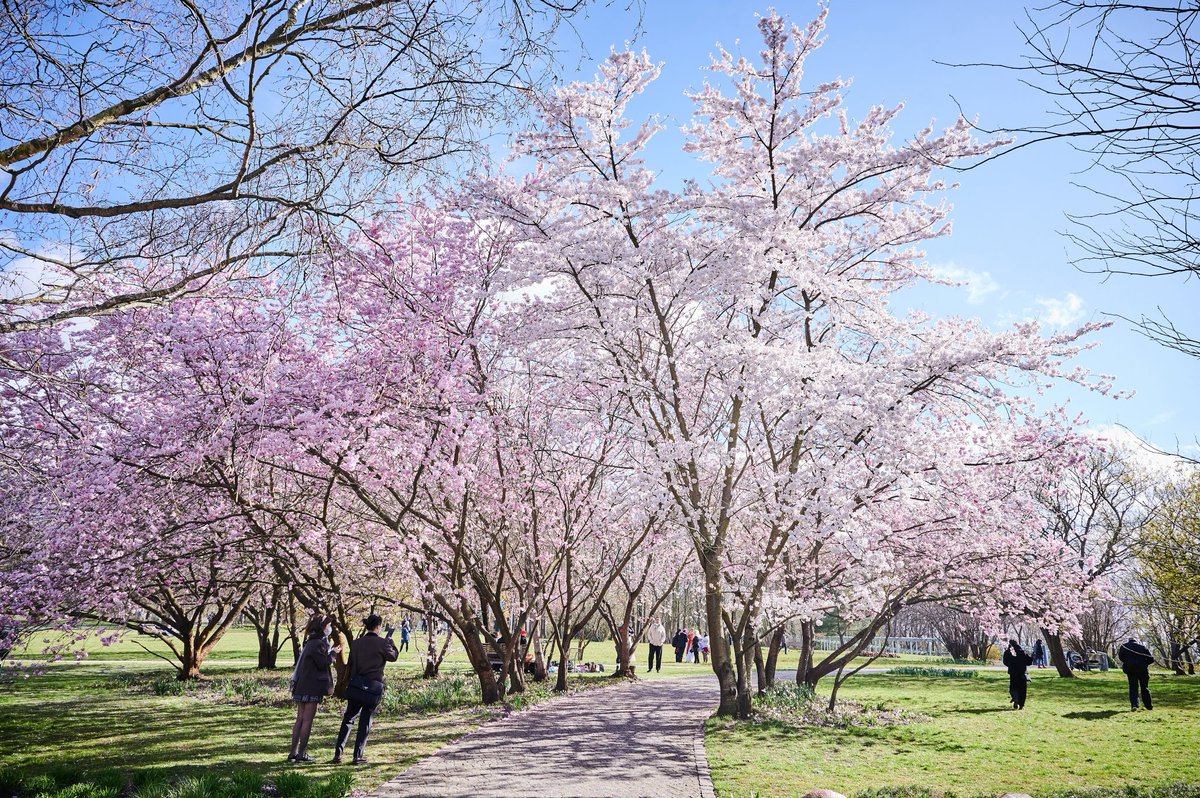 To all those celebrating, wishing you and your family a very happy and peaceful Easter! Back in Berlin, we are slowly seeing the first signs of #spring. The beauty and scent of #CherryBlossoms in Berlin's 'Gardens of the World' lift our spirits. #easter2024 #sakura2024