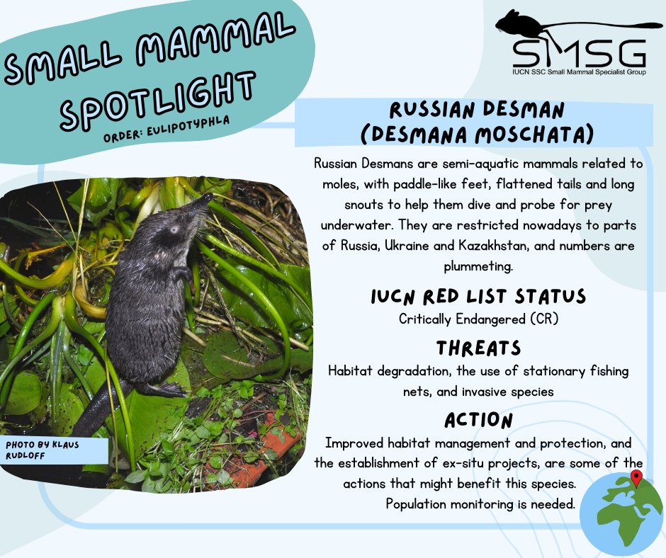Russian Desmans were recently “up-listed” from Endangered to Critically Endangered on the @IUCNRedList as their decline is estimated to have reached 83% over the previous decade. #SmallMammalSpotlight