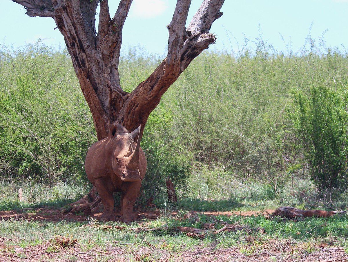 ..
🩶🦏🌳☀️

“Seeking shade under the scorching mid-day sun.”

📸 My own.
🌍 #SomeWhereInAfrica 
🛑 #StopRhinoPoaching 
😔 #EndangeredSpecies
✅ #KillTheMarketNotTheRhino