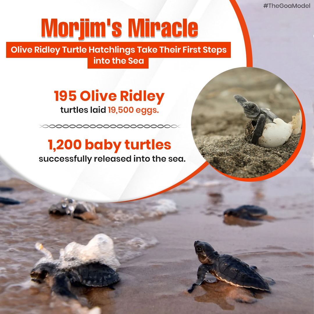 The_GoaModel's tweet photo. Morjim's miracle unfolds as Olive Ridley turtle hatchlings make a dash for the ocean! 195 turtles laid 19,500 eggs, with 1,200 babies safely released into the sea. 
#OliveRidleyTurtles #MorjimMiracle #TheGoaModel
#TurtleConservation  #OceanDash #EggLayingSeason #SeaTurtleNesting https://t.co/Y5rSVyPG94