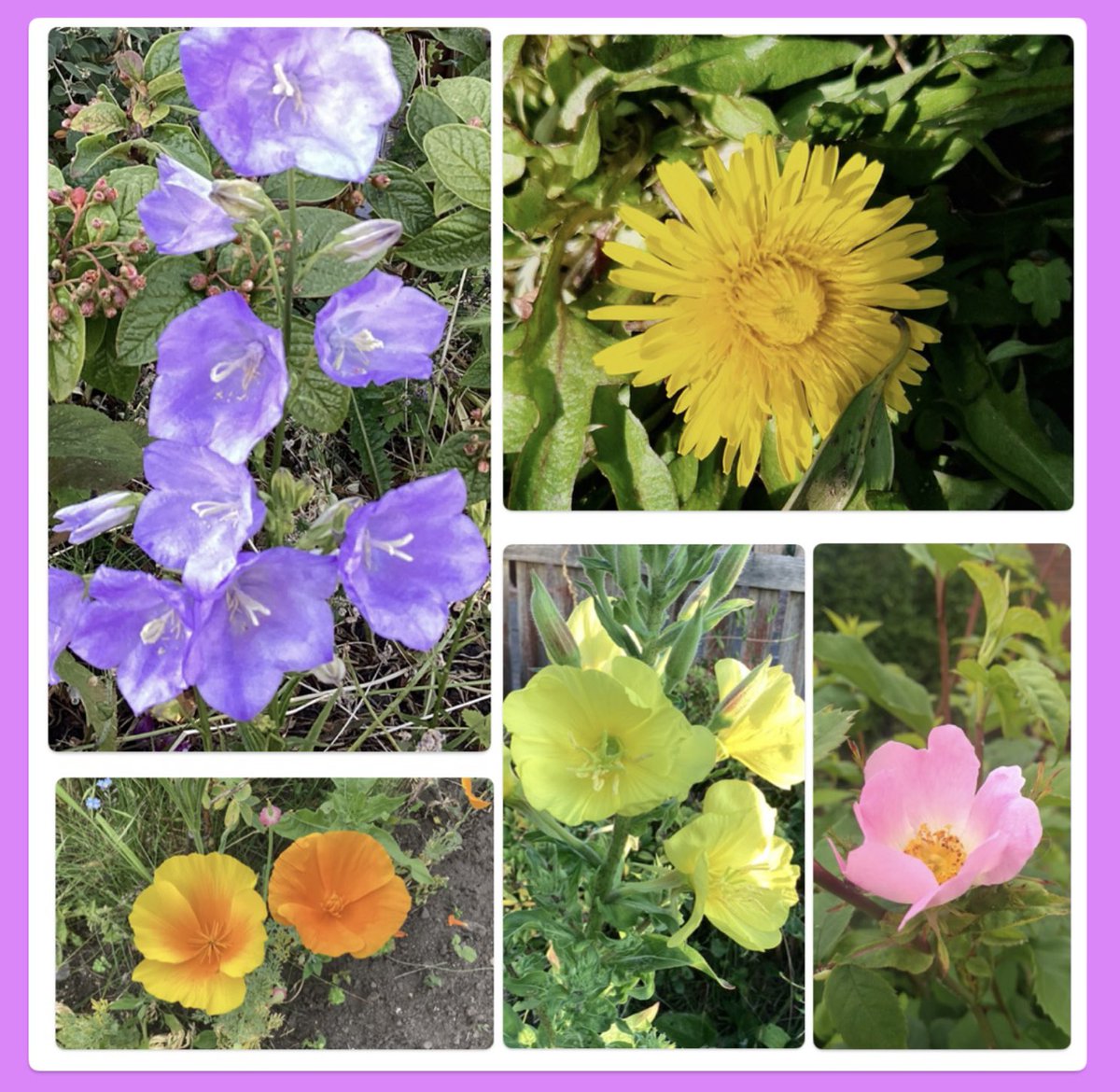 #GoodMorningEveryone  #HappyFriday for #FlowersOnFriday it’s 5 #wildflowers  that will always return and add a splash of colour to #MyGarden  #FiveOnFriday  Have a wonderful day 🥰