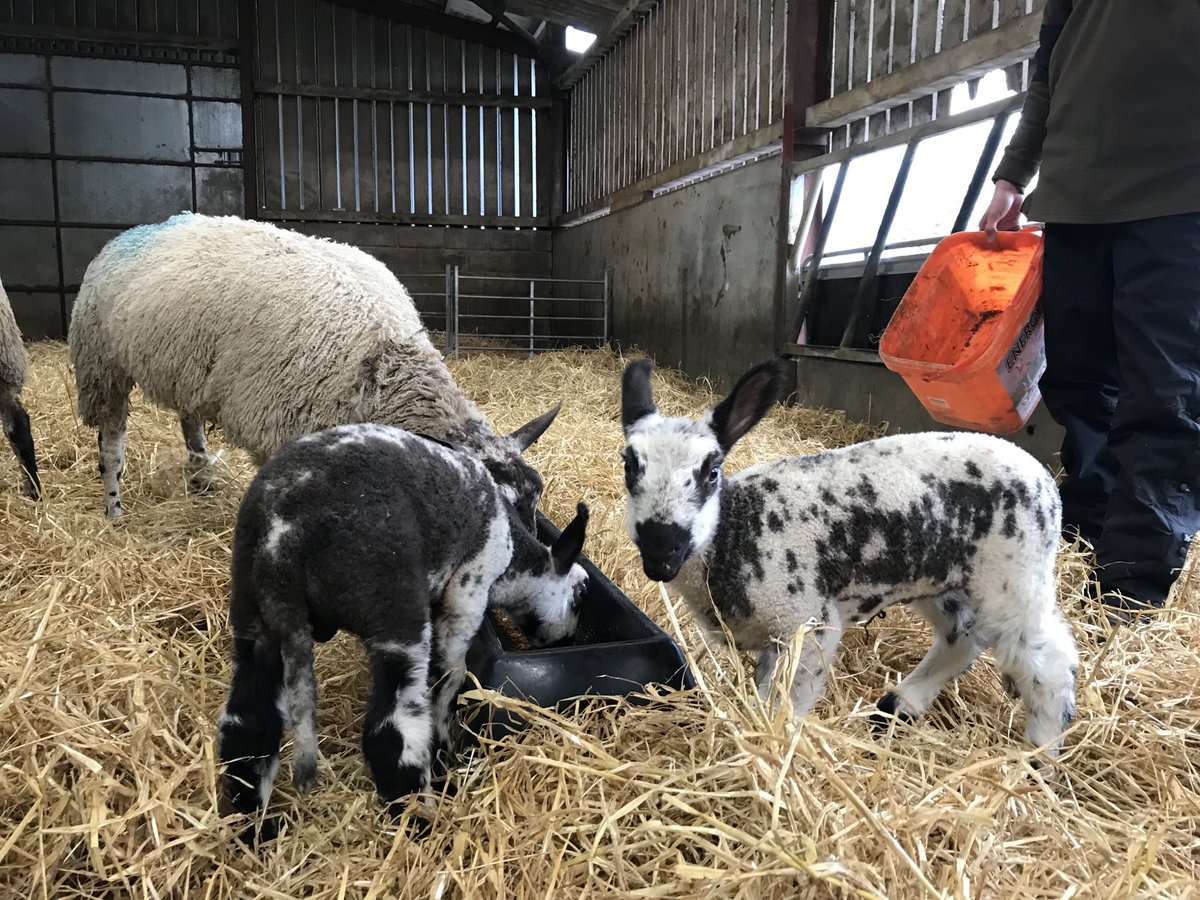 Happy lambs at Dollarbank Farm this morning but farmers are pleading with dog walkers to keep their pets on the lead after a big rise in attacks on livestock. ⁦@GMB⁩ ⁦@NFUStweets⁩