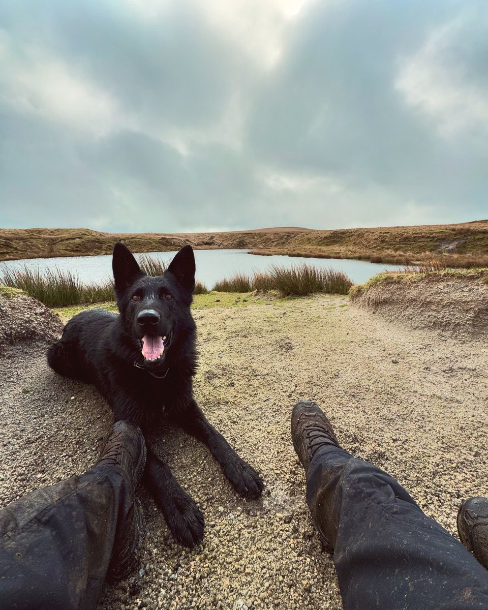 PD Enzo was on hand to help out Response officers after one escaped lawful custody. Putting his nose to the ground he made quick work of it and located the male offender hiding in a ditch 🐾