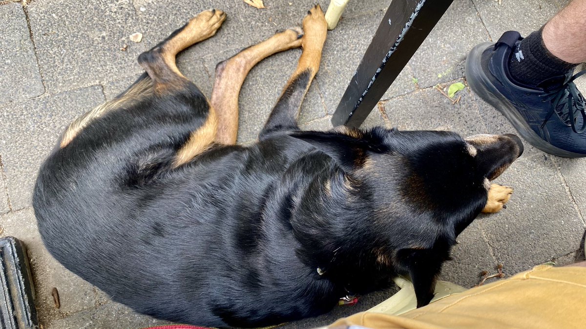 chrismbr's tweet image. #latergram Sunday brunch at #FriendsOfMine in #Burnley #Richmond. Outside so Lulu could participate, of course. Lift back in Glyn’s swanky EV rental!