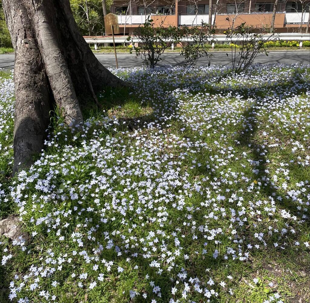 ksphagnum's tweet image. #ハナニラ #花 #springstar #flower #isg
instagr.am/p/C5FvlfyP9Ee/