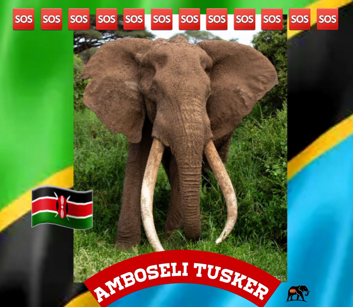 🆘️STOP this MADNESS 💥

🆘️The 4th hunt of another
🆘️#SuperTusker is now
🆘️underway in #Tanzania.

Please sign this PETITION :
✍🏼
secure.avaaz.org/community_peti…

#BanTrophyHunting
#Kilimanjaro
#AmboseliTusker
#WeAreNotYourTrophy 🦣🦣🦣