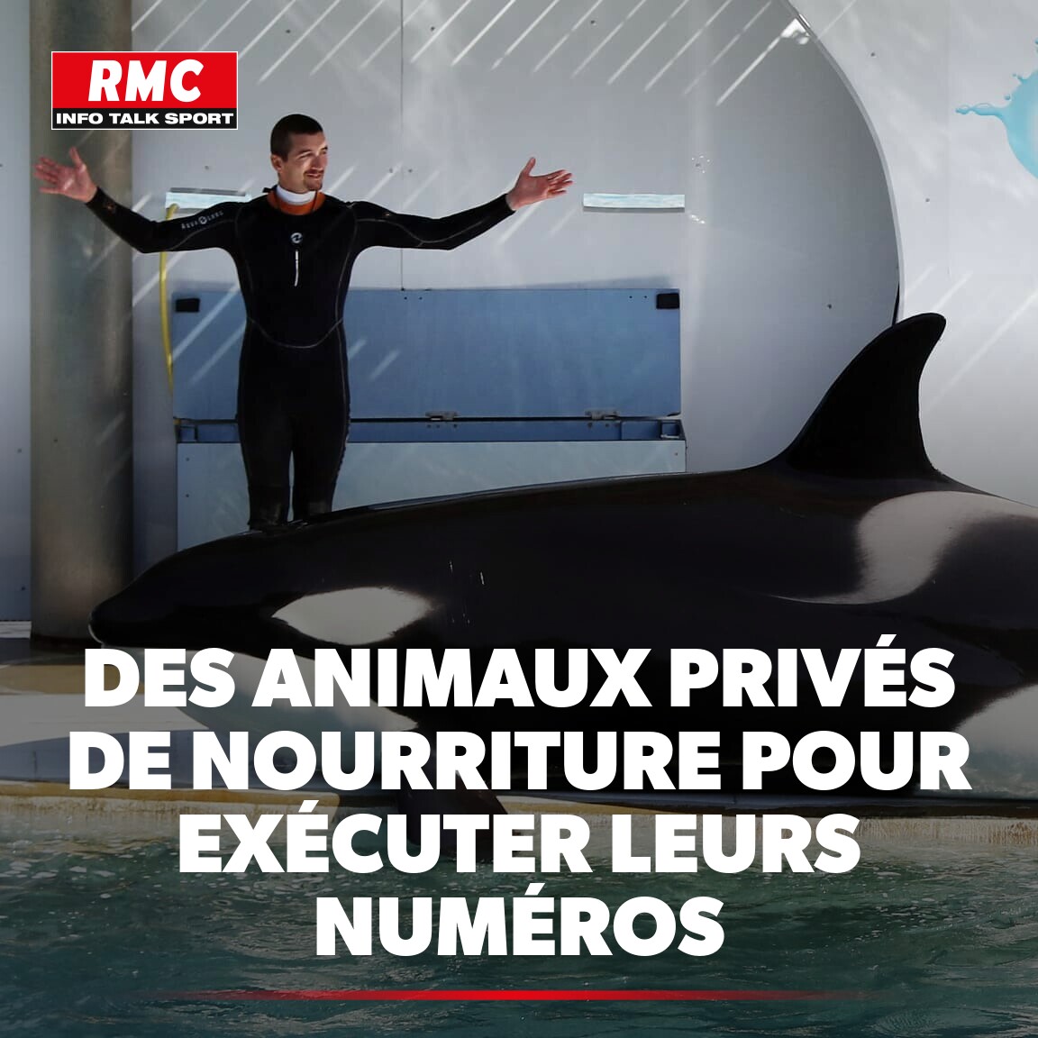 ⚖️ "Il avait les nerfs à vif": une plainte va être déposée après le nouveau décès d'une orque à Marineland ► l.rmc.fr/bRk