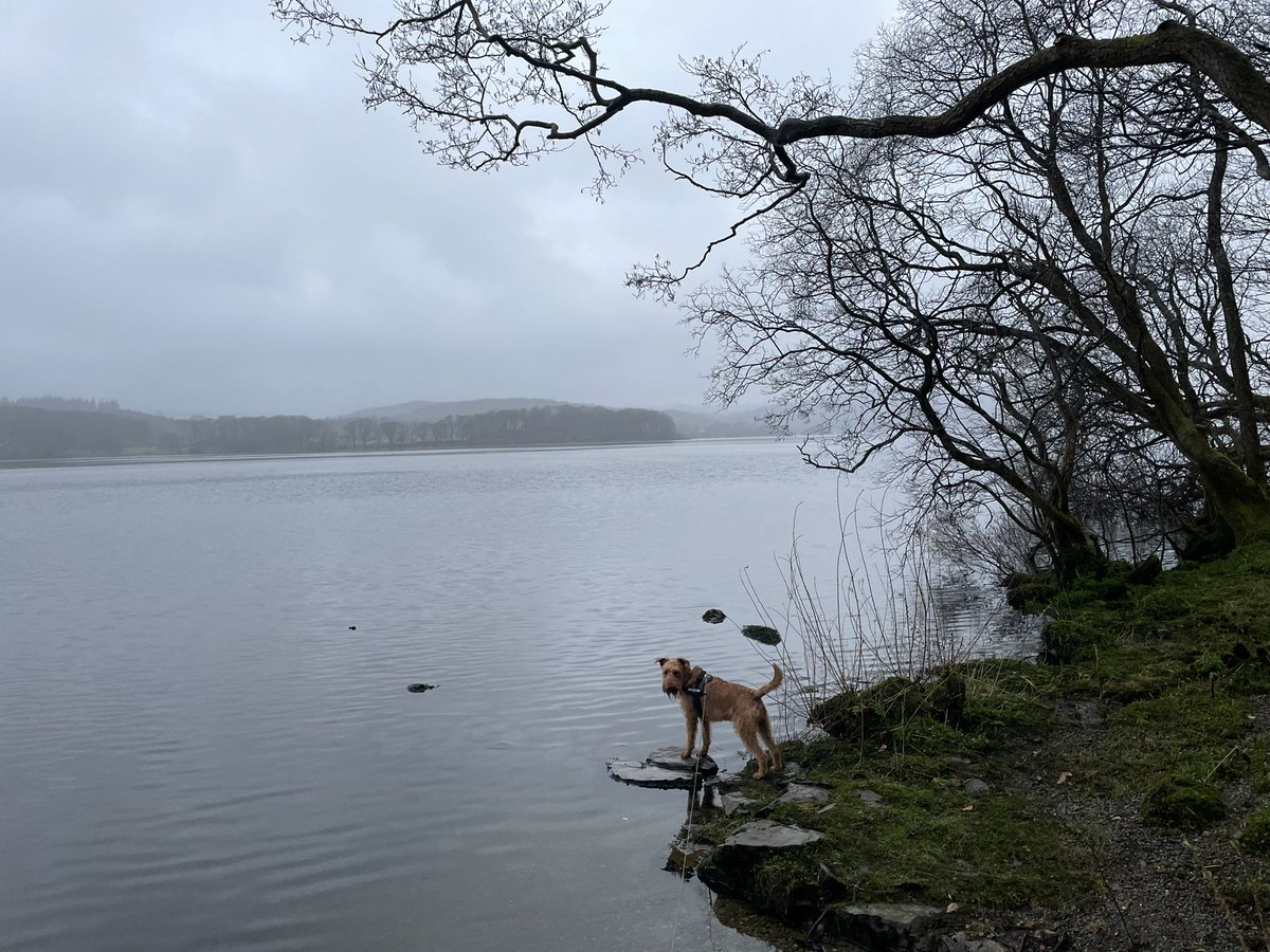 Windermere earlier in the week. Ethereal in the morning mist. Spot the dog as he decides whether to launch himself into the water…