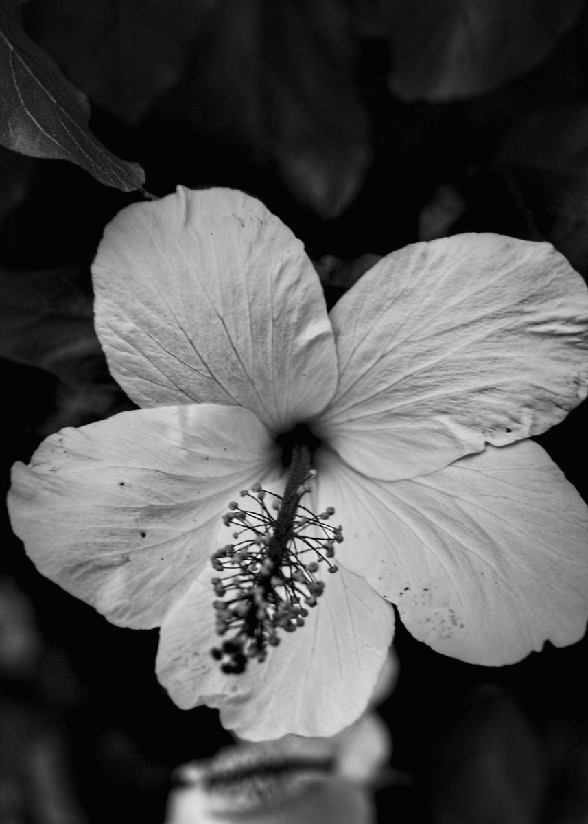 csdock's tweet image. White hibiscus