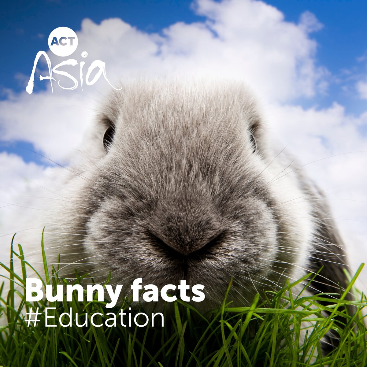 Rabbits make good children's pets, but try to have at least 2 - they're very social animals! 🐰🐰 Their teeth never stop growing! 🦷🦷 They're smart & can be taught to respond! 🐇⬅️ How we're teaching kids to care: tinyurl.com/5etm9yp5 #Education #ChildrenAreTheFuture