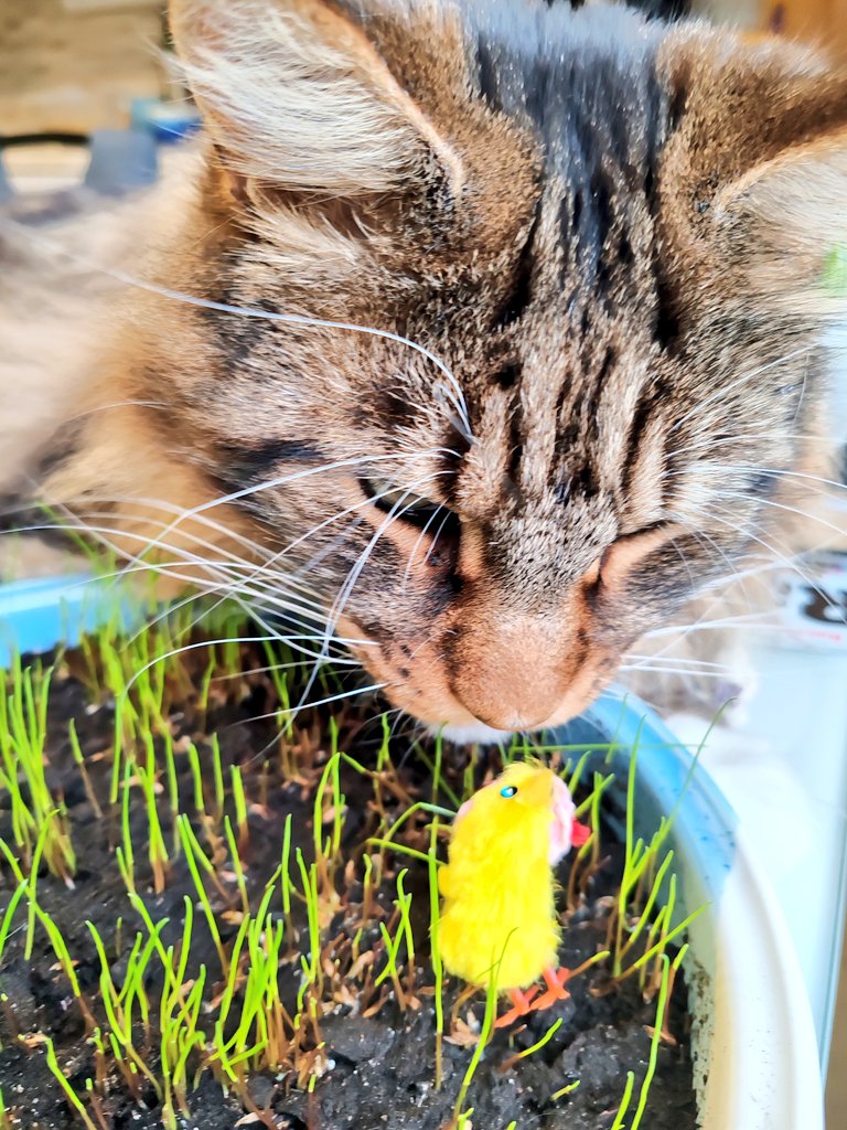 MariLind21's tweet photo. Mukavaa pääsiäisen aikaa 🐣
#Rambo #kissat #mainecoon #ohra #rairuoho https://t.co/VOkIUZiECI