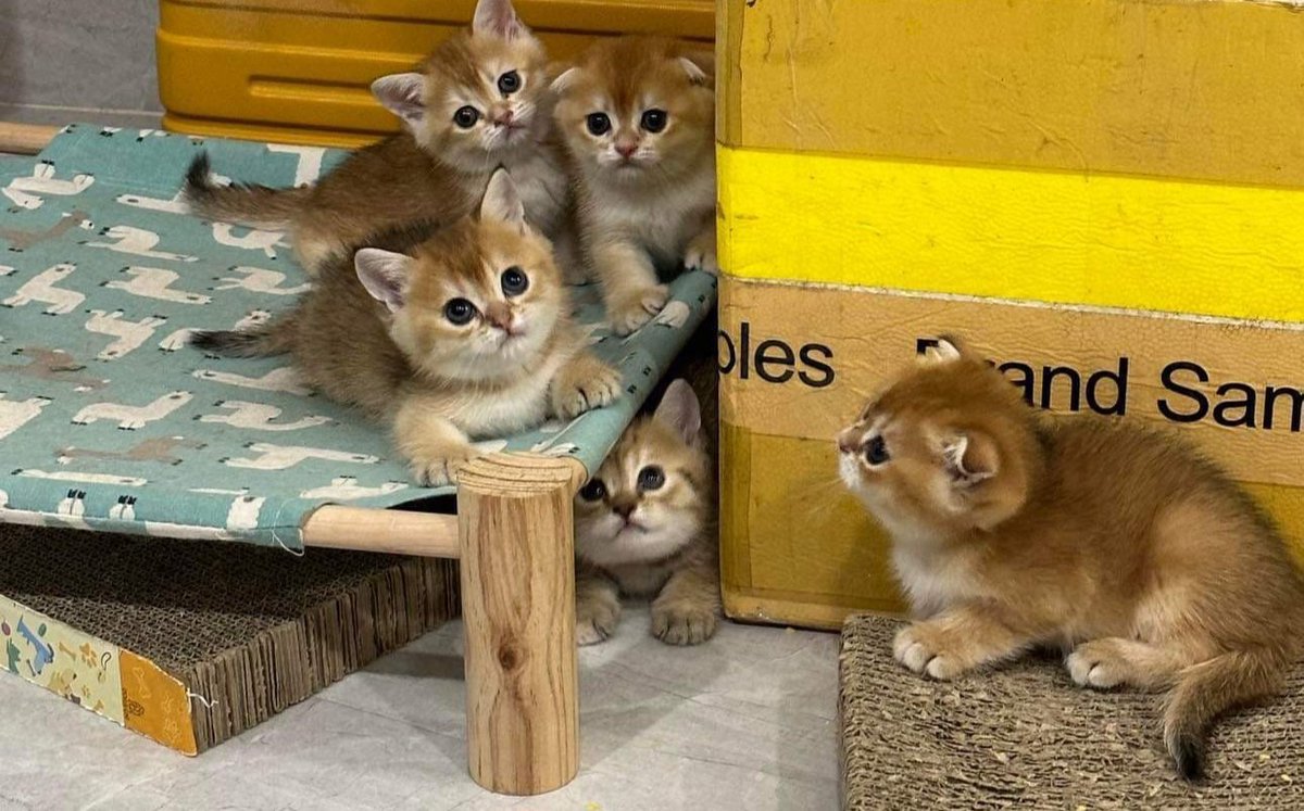 Cats on Llamas! 
Cats or Llamas?
$CAT or $LAMARK 
🐱 x 🦙