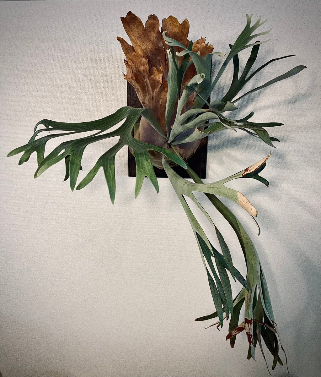 soichiro_inc's tweet image. 来週から男性の新入社員が一人入社します。
新しい仲間のために準備は入念に。
1.フルスペックのmac　息子と買いに行きました。
2.人間工学に基づいたハーマンミラーのエンボディチェア
3.イトーキのL型オペレーションデスク(これだけは中古)
#macstudiodisplay
#hermanmiller
#itoki