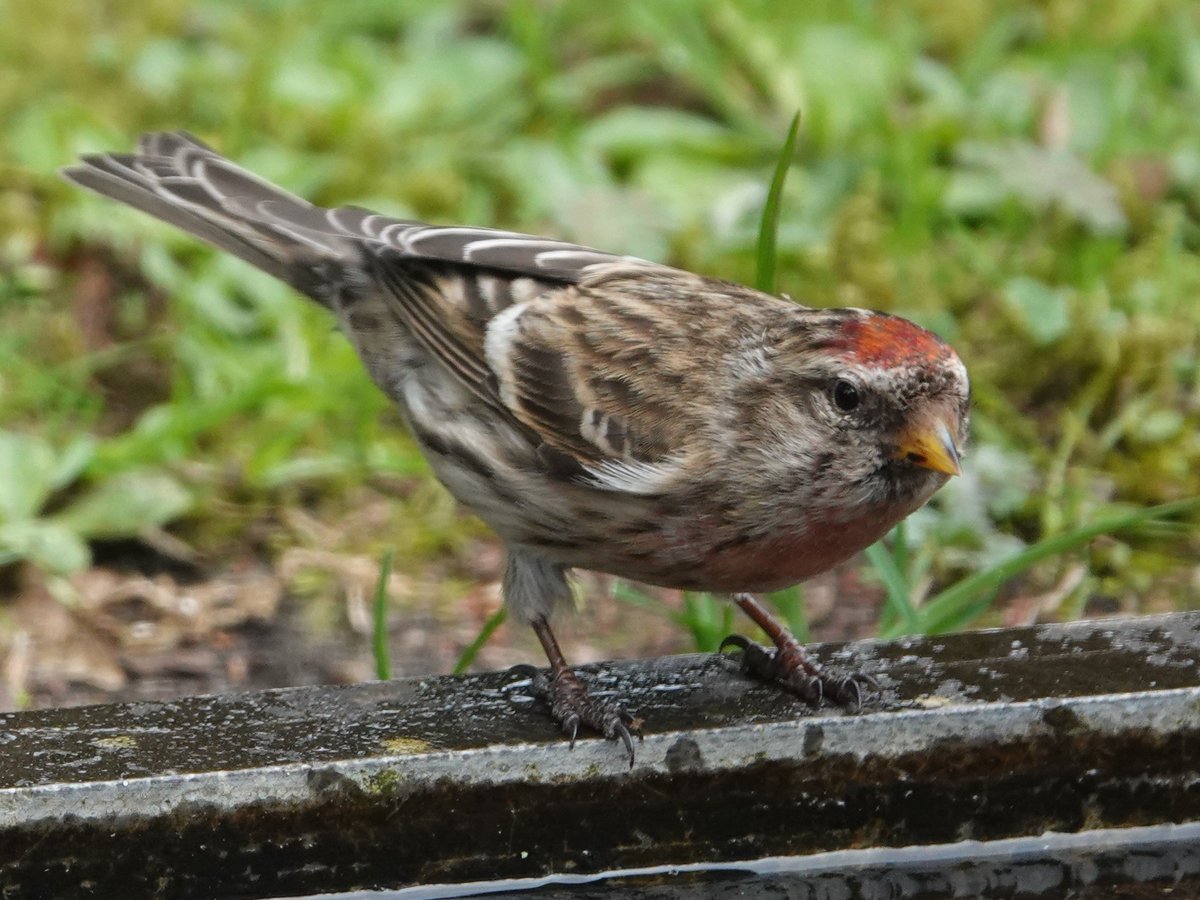 Ik moest 3 keer kijken of ik het wel goed zag want een grote barmsijs hebben we maar zelden in onze bostuin!
Het was een geluksmomentje 🥰
#grotebarmsijs #barmsijs