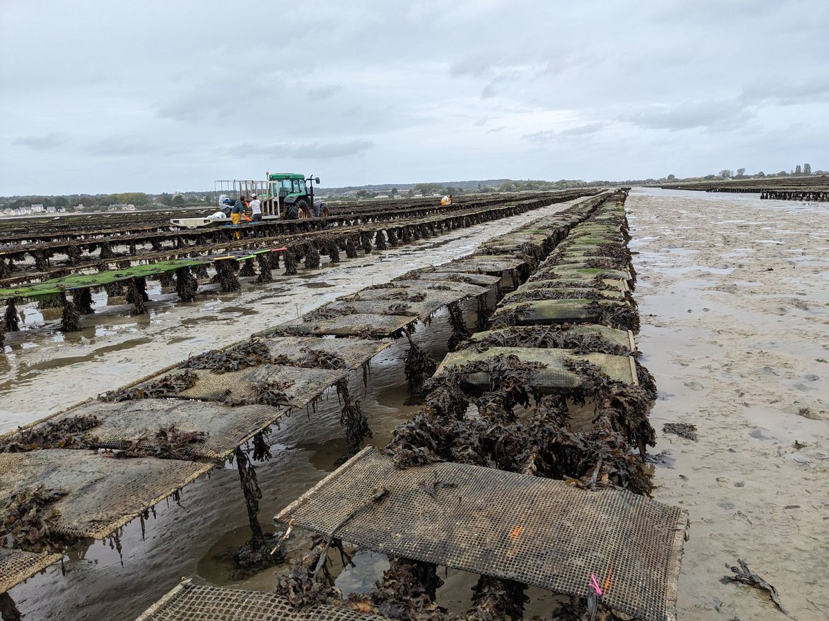 It has been a pleasure to present our latest findings on mitigating #heatwave impacts on oyster farming, in collaboration with Satmar, to President @Herve_Morin of @RegionNormandie and fellow #WINNINGNORMANDY members @LOG_labo @UMR_BOREA #oysters @biodiversity #climatechange