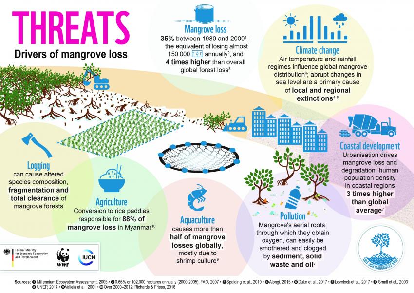 🌱 Mangroves can absorb up to four times more #carbon dioxide by area than upland terrestrial forests but are being lost at an alarming rate. Discover how we can reduce the drivers of mangrove loss. ➡️ bit.ly/3q5AbEQ