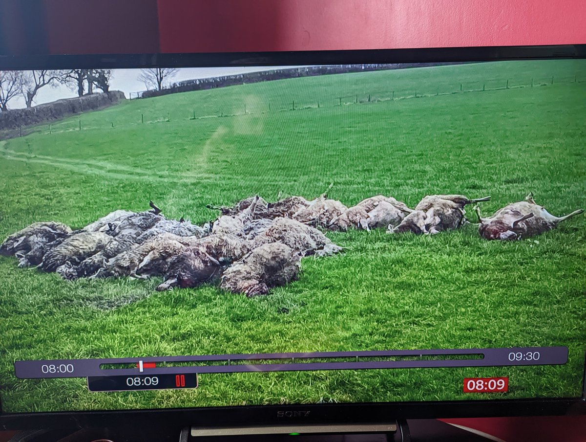 Horrific scenes in Dorset as farmer loses 40 sheep to dog attacks.Makes my piss boil.