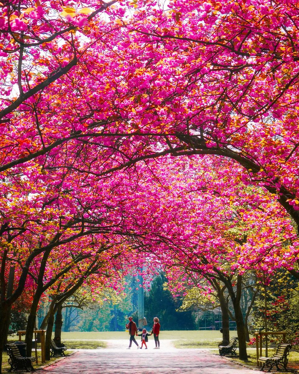 The colour of Spring ☀️🌸

Photo by <a href="/aris/">äЯις</a>.setya

#bruxelles #brussels #brusselslife #bruxellesmabelle #bruxellesmabelle1000 #bruxellesvie #bruxelles🇧🇪 #brussels🇧🇪 #brusselsflowers #flowers #trees #pink