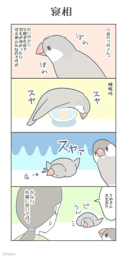 寝相。
結構前から(バリアフリーで上げてある)床で寝るようになったうめさん。元気なんですがこの寝方は心臓に悪い…!元気で長生きしてほしいです。
#Buncho #文鳥 #漫画が読めるハッシュタグ