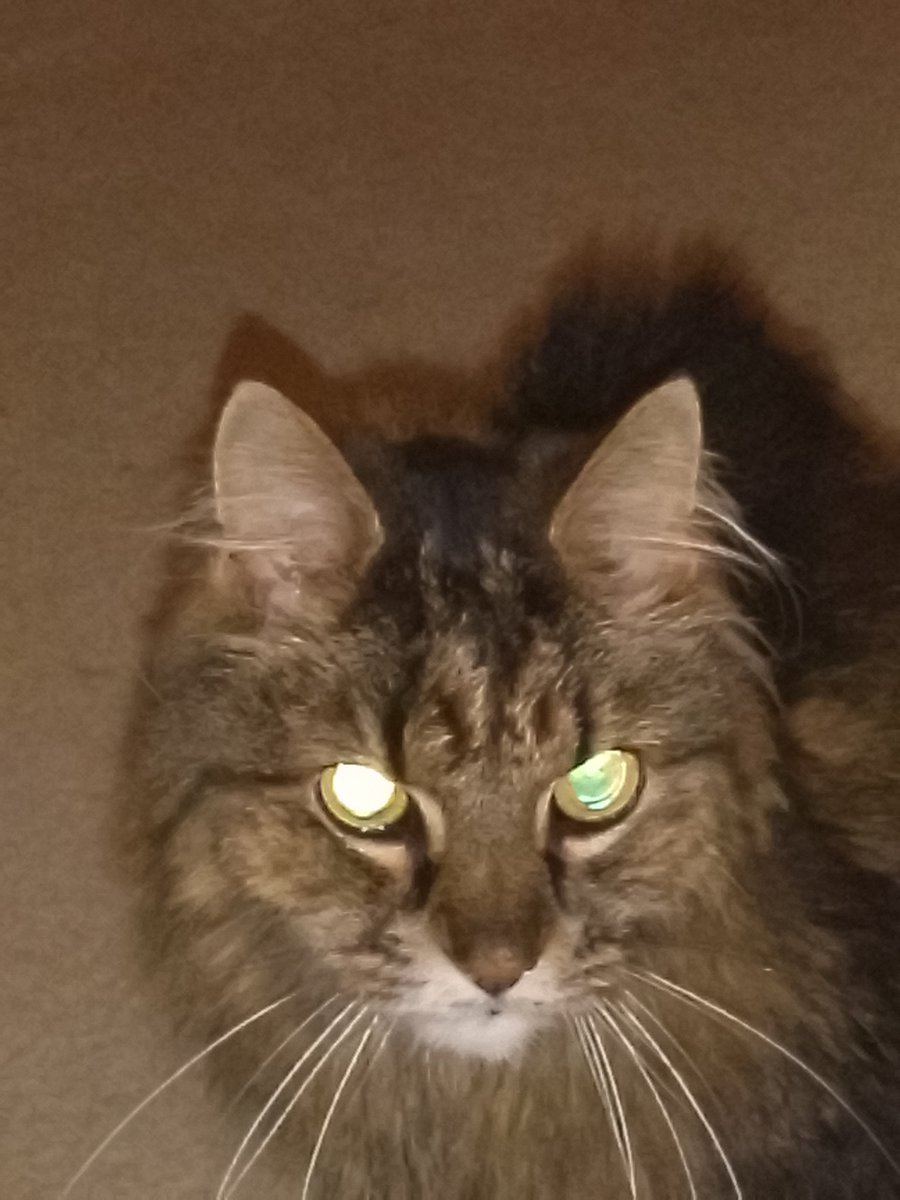 Jake tries to hypnotise his Dad to do whatever he says..... 😂😂😂