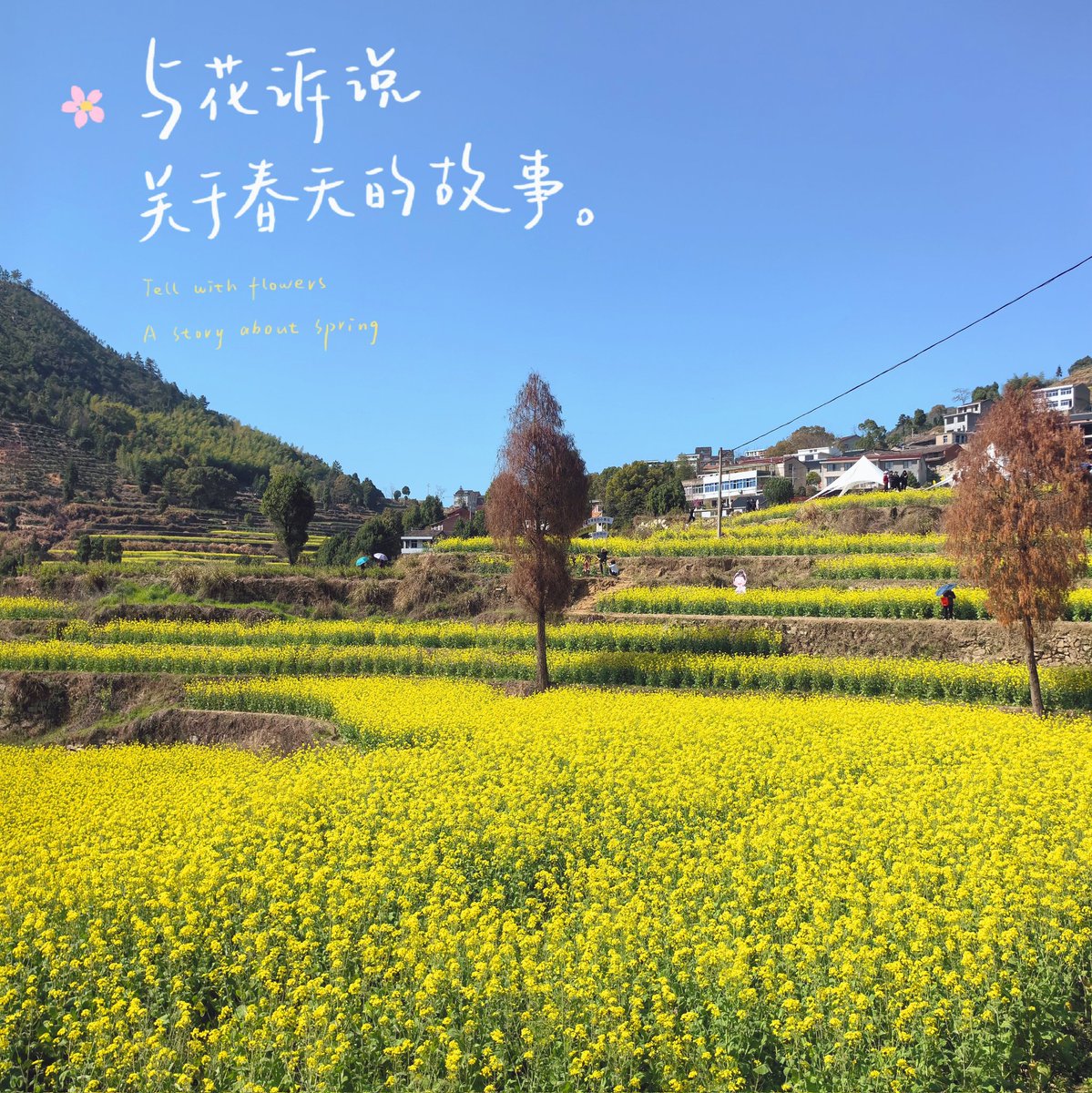 Tell the story of spring with flowers. The rape flowers in the terraced fields of Yitang Mountain are so beautiful.与花诉说关于春天的故事，宜塘山的梯田油菜花，太美了。#大美中国❤ https://t.co/Jv8A7j2lYn