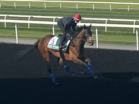 Fantastic to see @yorkracecourse winners Trawlerman (Ebor) and Emily Upjohn (Musidora) stretching their legs ahead of their @DubaiWorldCup @RacingDubai races on Saturday. A wonderful day of international racing in prospect.