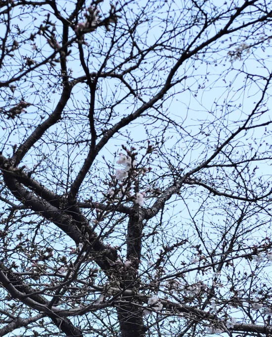 川沿いの桜が咲き始めてました 