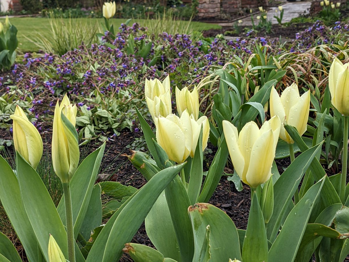 Yes the gardens, nursery and tea room are open today (Good Friday) and tomorrow 10-5. Today we've got Jess and Bethany (her first ever day at work!) in the tea room and Anna (welcome back :-) ) in the nursery with me and Tina. See you soon, we hope. x