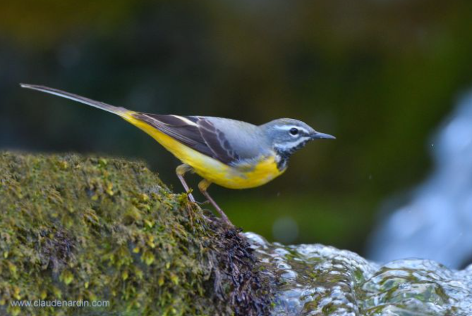 [OISEAU DU MOIS]🐦 ✅On m'apercevoir sur les berges des ruisseaux, hochant une longue queue de haut en bas. 🪳Je me nourrir d'insectes et de proies aquatiques que je capture en pataugeant dans l'eau peu profonde. 𝗤𝘂𝗶 𝘀𝘂𝗶𝘀-𝗷𝗲 ? Réponse colibris.link/wzLjS 📷C. Nardin