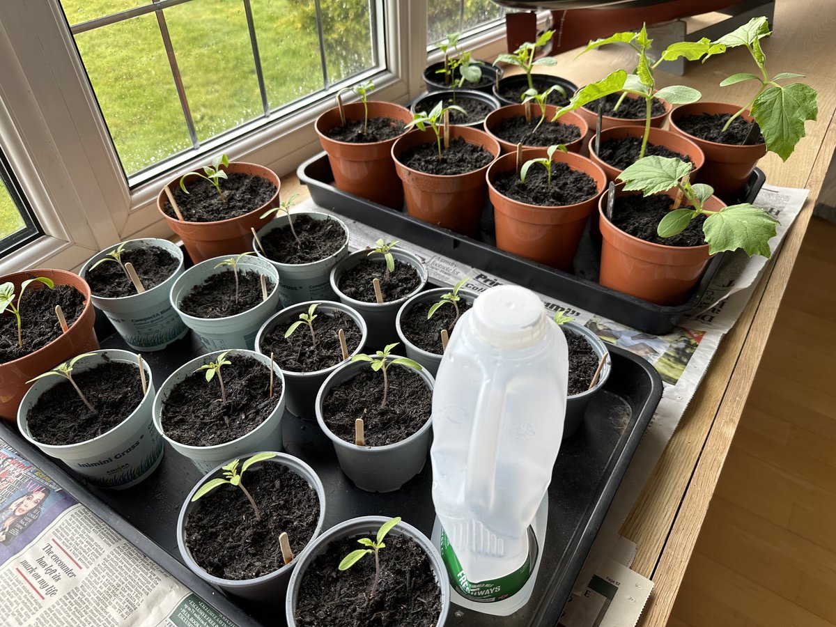 The benefit of a good west facing, deep window ledge.