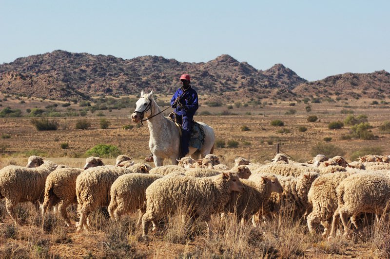 The Karoo region of South Africa and it's farmers has something to offer — food heritage, high-end fashion and agritourism. 

Exploring and expanding these opportunities would ensure that Karoo farmers can diversify and improve their revenue streams by not solely depending on the