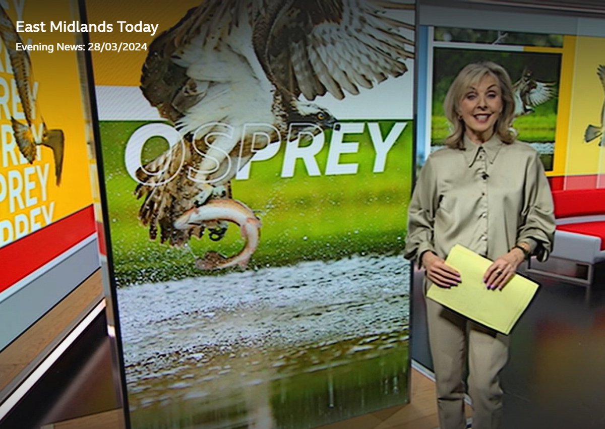 Lovely piece on @bbcemt yesterday on the Rutland Water Ospreys. You may still be able to catch up on @BBCiPlayer, or even better, come get a front row view at Lyndon visitor centre, open all Easter Bank Holiday, and there may even be eggs on the nest 🤞 shorturl.at/jIMN5