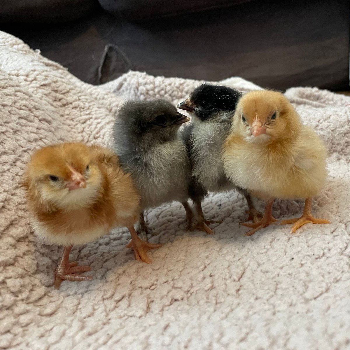 Happy Easter from everyone at Farm Link 🐣🍫