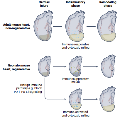 CardioOncology's tweet photo. Excited 2 share this editorial w/ @JuanQinMed &amp; @GuonHuang on the role of PD-1/PD-L1 in neonatal heart regeneration. Great original article by @Transactivator @StefiVargasA @MiaoCui_713! More work needed 2 be done 2 understand the immunology! @AmirZMunir 
https://t.co/ZM7t26ZD33 https://t.co/unTHcuFmhe