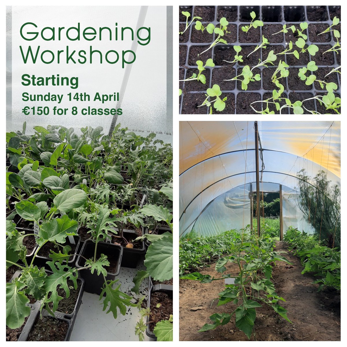 Learn to grow your own organic food with Sonairte's head gardener, taking place in our beautiful walled organic garden. This workshop takes place on the second Sunday morning every month from April to November. The starting date is the 14th April at 11am. eventbrite.ie/e/organic-gard…