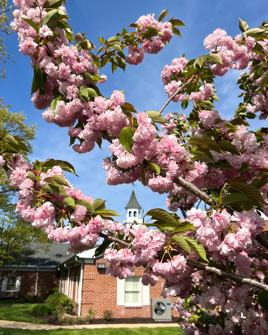 Wilmington University on X: wilmington-university-on-x-wilmington-university-will-be-closed-for-spring-break-from-march-29-april-7-wishing-all-our-wildcats-a-relaxing-and-restful-spring-break-https-t-co-vi15lldeou-x