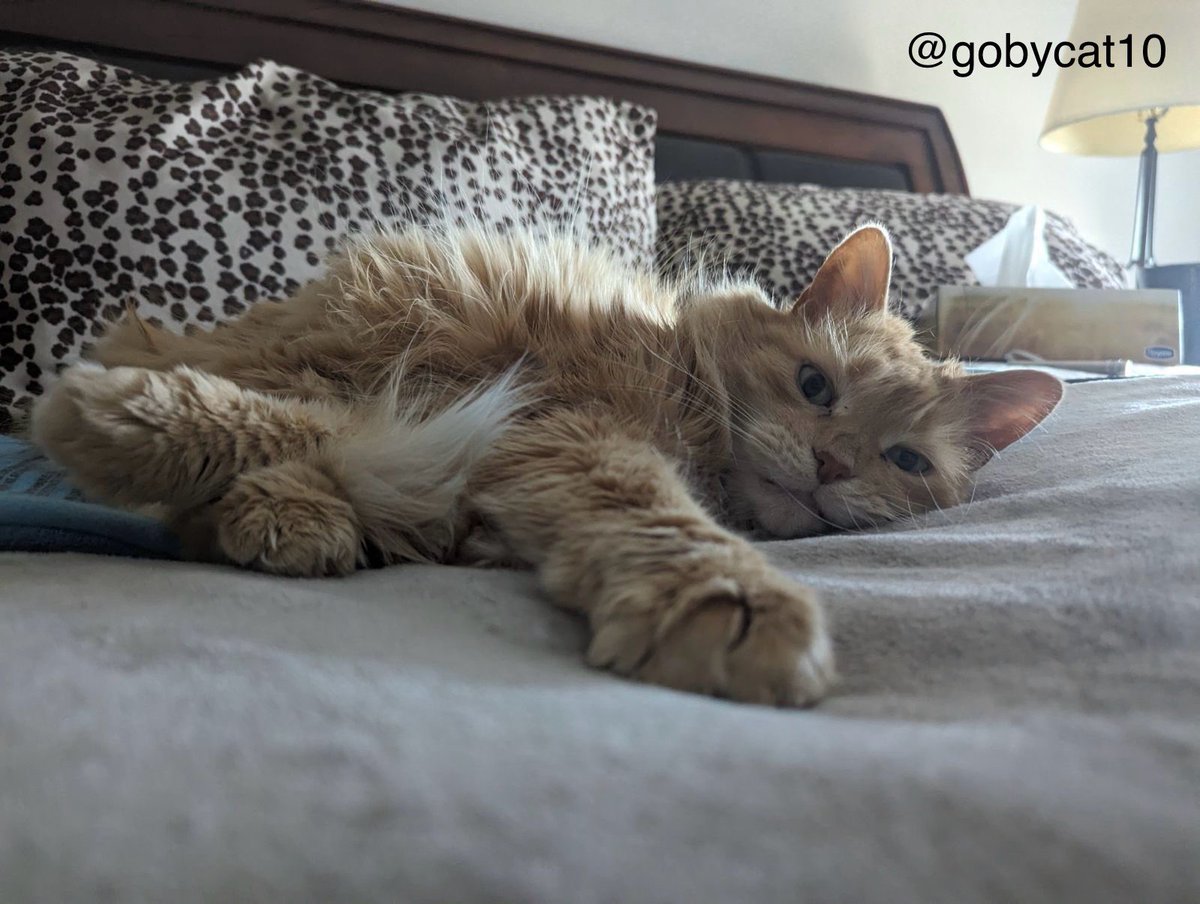 I’m so relaxed #JellyBellyFriday #CatsOfX #XCats #CatsOfTwitter #TwitterCats #ItsACatsLife #GingerCats #CatsAreFamily #Cats #CatWorldDomination