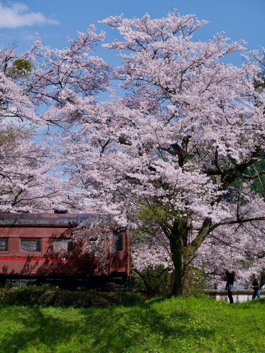 #皆さんの鉄道と桜の写真見せて下さい 
（2017.4 樽見鉄道 谷汲口駅にて）
