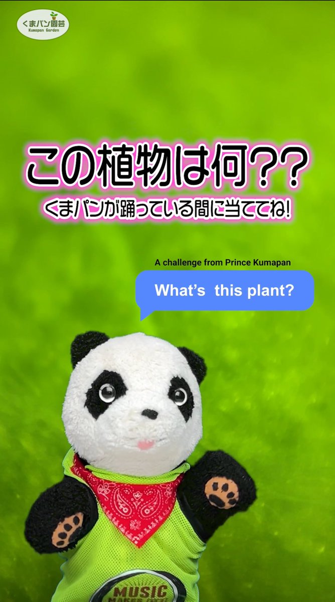 KOBI(くまパン園芸) (@kobigarden) / Posts / X