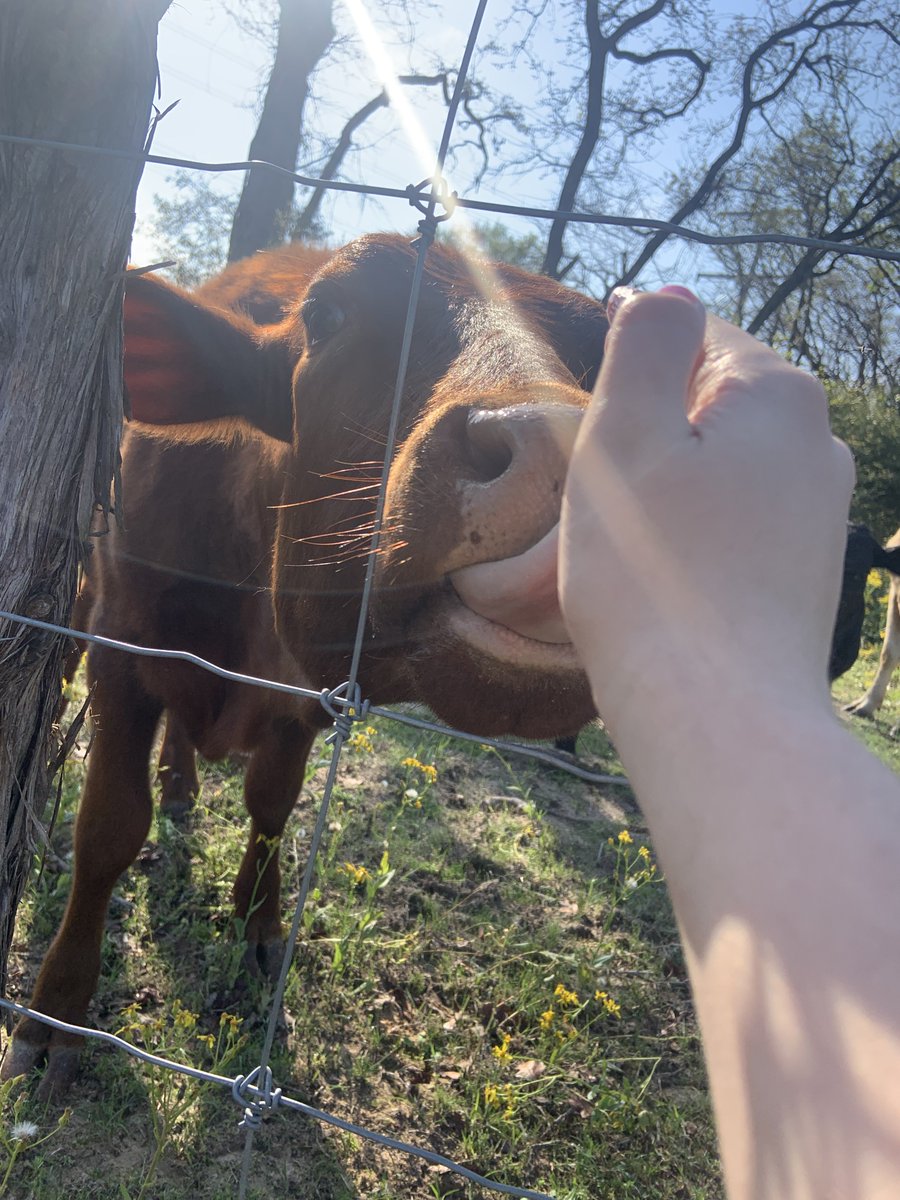 wow ! i met a cow !!