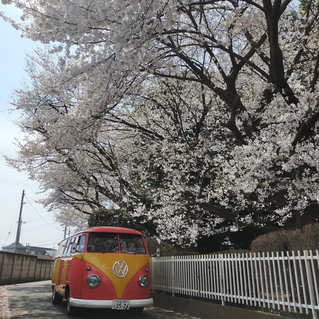 futofuto's tweet image. 数年前の写真。。
今年は開花が遅いんだなー・・
我が愛車を思いながらそんなことを思っております。。

#VWBUS
#VWTYPE2
#ワーゲンバス