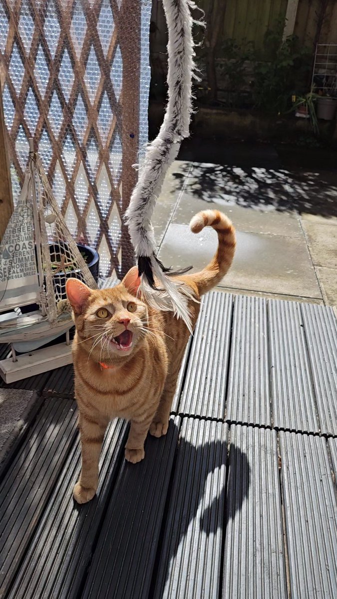 I think we have adopted the happiest little boy from @CPBirminghamAC 
Look at that face! 🧡😸🧡
#CatsOfTwitter #CatsProtection #Thebes #GingerCats