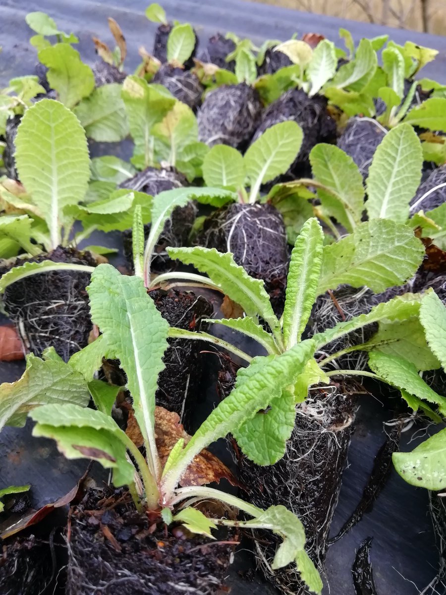 There's utter joy in planting primroses in the wild, one of the peak moments for citizen rewilders🙂

1 seed/plant = dozens of flowers = 100s of seeds (collect some) = repeat.

Food for insects and soul.

#rewilding #CitizenRewilding #nature #Flowers