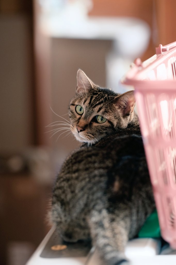 lens：FUJIFILM XF90mmF2 R LM camera：FUJIFILM X-T4 #fujifilm_xseries #film_simulation #Cat #猫がいる生活 #猫写真 #キジトラ