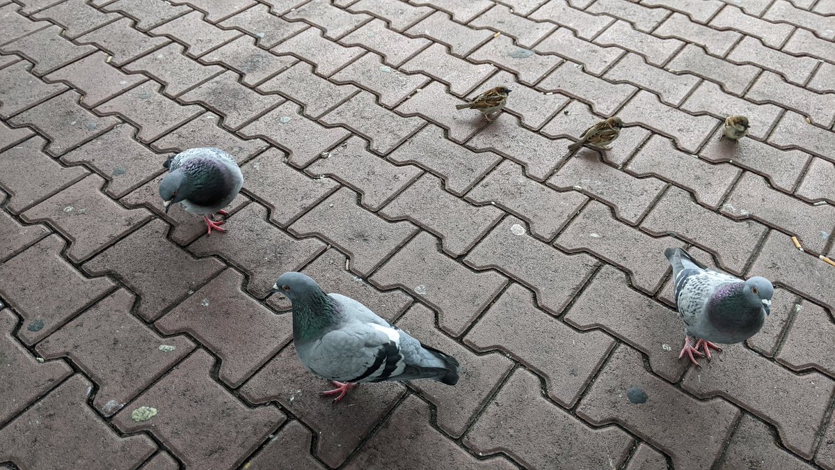 r_tapeloaderror's tweet image. I made friends whilst waiting for the #revision2024 bus. :)