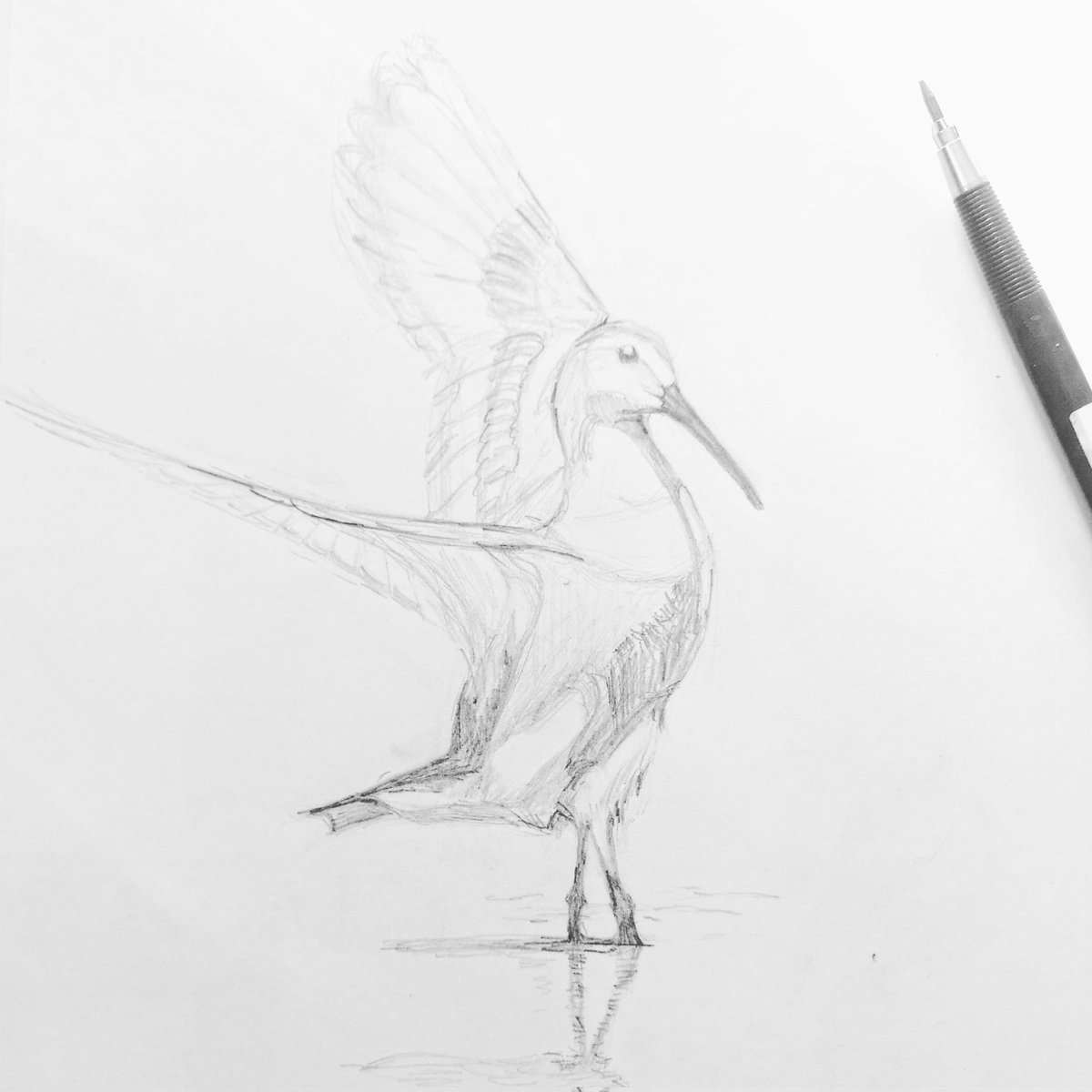 Dunlin sketch 
#artjournal #naturejournal #shorebirds #birds #pencil